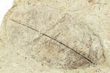 Fossil Leaf Plate - Green River Formation, Utah #256810-1